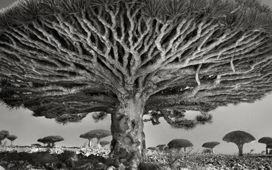 dragon-blood-tree